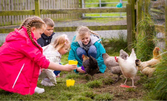 Animal Petting Farm